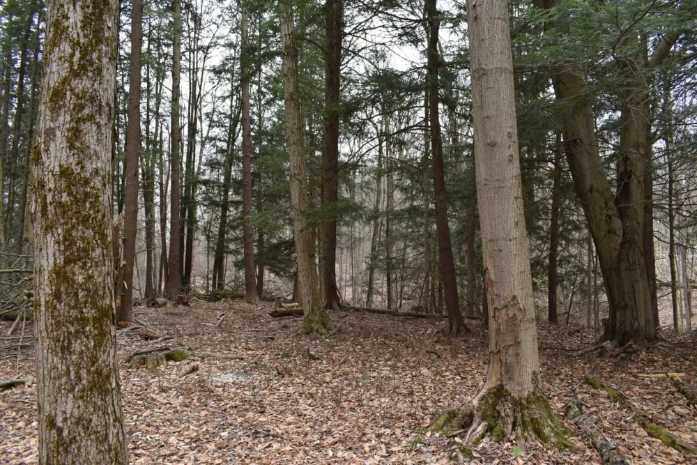 Hammond Hill Hideaway featured image