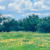 Arizona Farm Lot and Land Auction images 4