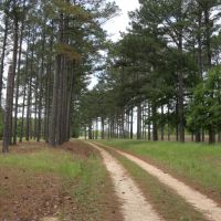 High Fence Property In Gordonsville Alabama images 2