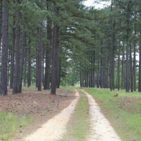 High Fence Property In Gordonsville Alabama images 4