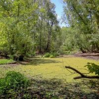 Hunting Land for Sale Just Outside of Baton Rouge