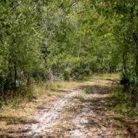 Hunting Land for Sale Just Outside of Baton Rouge images 4