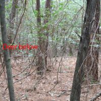 MS - Perry 40 acres - images 2