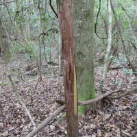 MS - Perry 40 acres - images 3