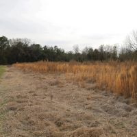 MS - Perry 40 acres - images 4
