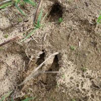 MS - Perry 40 acres - images 5