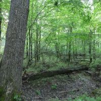 LA - Caldwell 80 acres - images 2