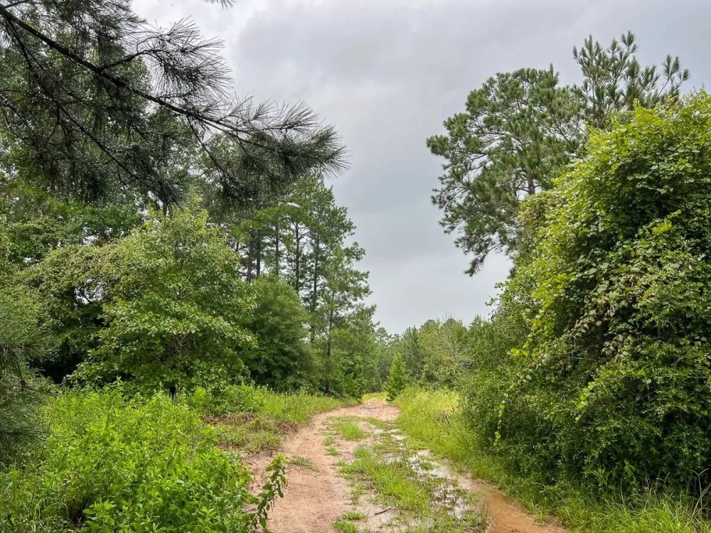 53 Acres T-1 Off County Road 2064 01253 featured image