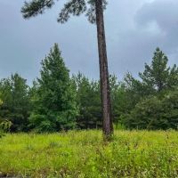 53 Acres T-1 Off County Road 2064 01253 images 3