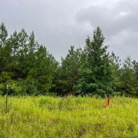 53 Acres T-1 Off County Road 2064 01253 images 4