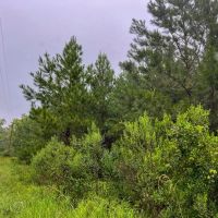 53 Acres T-1 Off County Road 2064 01253 images 5