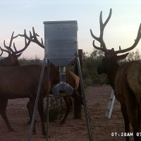 West Texas Hunting Lease