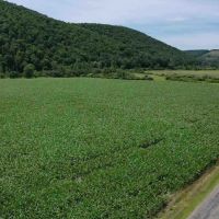 174 acre Farm and Recreational Property in Avoca NY 9916 County Road 9 images 2