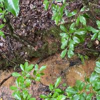 - 31.00 Acres - Tract 1 on N Little River Road in Tamassee SC images 2