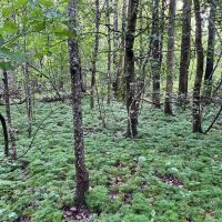 - 31.00 Acres - Tract 1 on N Little River Road in Tamassee SC images 4
