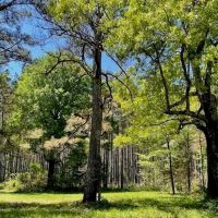 40 Acres For Sale Starkville MS images 3