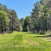40 Acres For Sale Starkville MS images 4