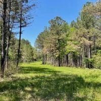 40 Acres For Sale Starkville MS images 5