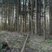 4.7 acre Building Lot and Recreational Land near Bush Hill State Forest in Franklinville NY 837 Palmer Rd images 5