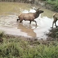 Sevilleta Hills Elk Ranch images 3