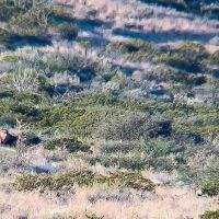 Sevilleta Hills Elk Ranch images 4