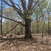 Land For Sale in Vermillion County IN 56 Acres - images 3