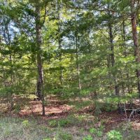 - 23.53 Acres Tract 7 on Whitewater Point Road in Tamassee SC images 5