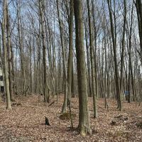 A-Frame Cabin on 12 acres in Springwater NY 8477 Hudson Rd images 2