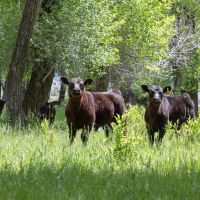 Saratoga North Platte River Ranch images 4