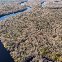 29 Acres of Prime Hunting Land in Bell FL - Near Suwannee River