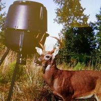 29 Acres of Prime Hunting Land in Bell FL - Near Suwannee River images 3
