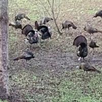 29 Acres of Prime Hunting Land in Bell FL - Near Suwannee River images 4