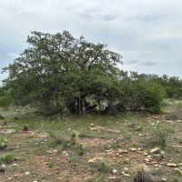 85 Acres McCulloch County images 3