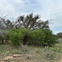 85 Acres McCulloch County images 4