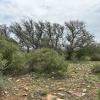 85 Acres McCulloch County images 5