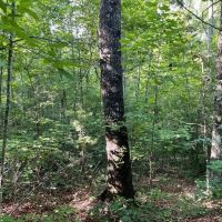 - 10.6 Acres - Tract 6 on Whitewater Point Road in Tamassee SC images 3