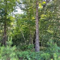 - 10.6 Acres - Tract 6 on Whitewater Point Road in Tamassee SC images 4