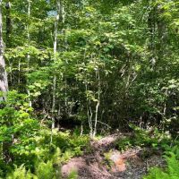 - 10.6 Acres - Tract 6 on Whitewater Point Road in Tamassee SC images 5