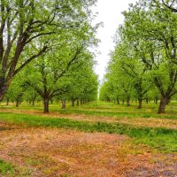 Big Valley Pecan Farm images 4