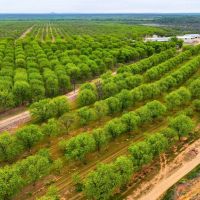 Big Valley Pecan Farm images 5