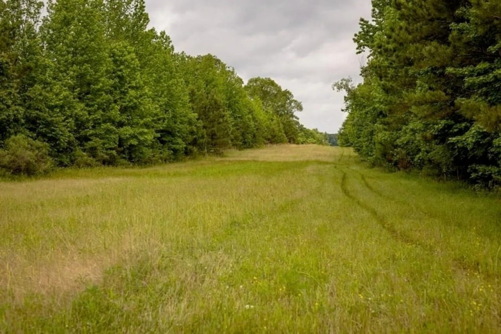 Deer Duck and Turkey Hunting in Claiborne County MS featured image