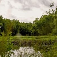 Deer Duck and Turkey Hunting in Claiborne County MS images 3