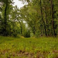 Deer Duck and Turkey Hunting in Claiborne County MS images 5