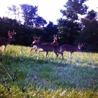 Open Pasture And Timber Tract For Sale Near Marshfield images 4