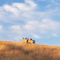 Zortman Landusky Gold Resource Property images 3