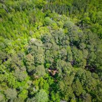 125 Acres of Pristine Wilderness on Metts-Overstreet Road images 3