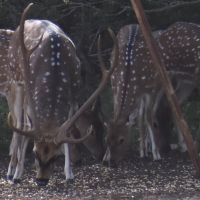 AXIS HUNTS (TEXAS HILL COUNTRY)