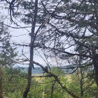 WIlburton acreage images 4