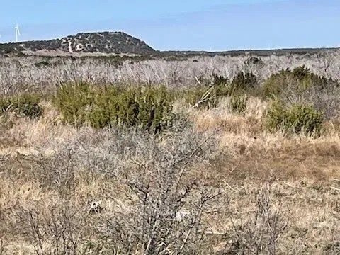 New Listing 75 Acres Taylor County featured image