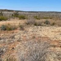 New Listing 75 Acres Taylor County images 4
